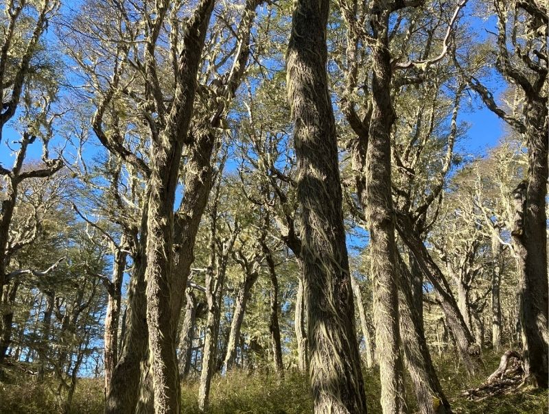 Bosque de Lengas en otoño