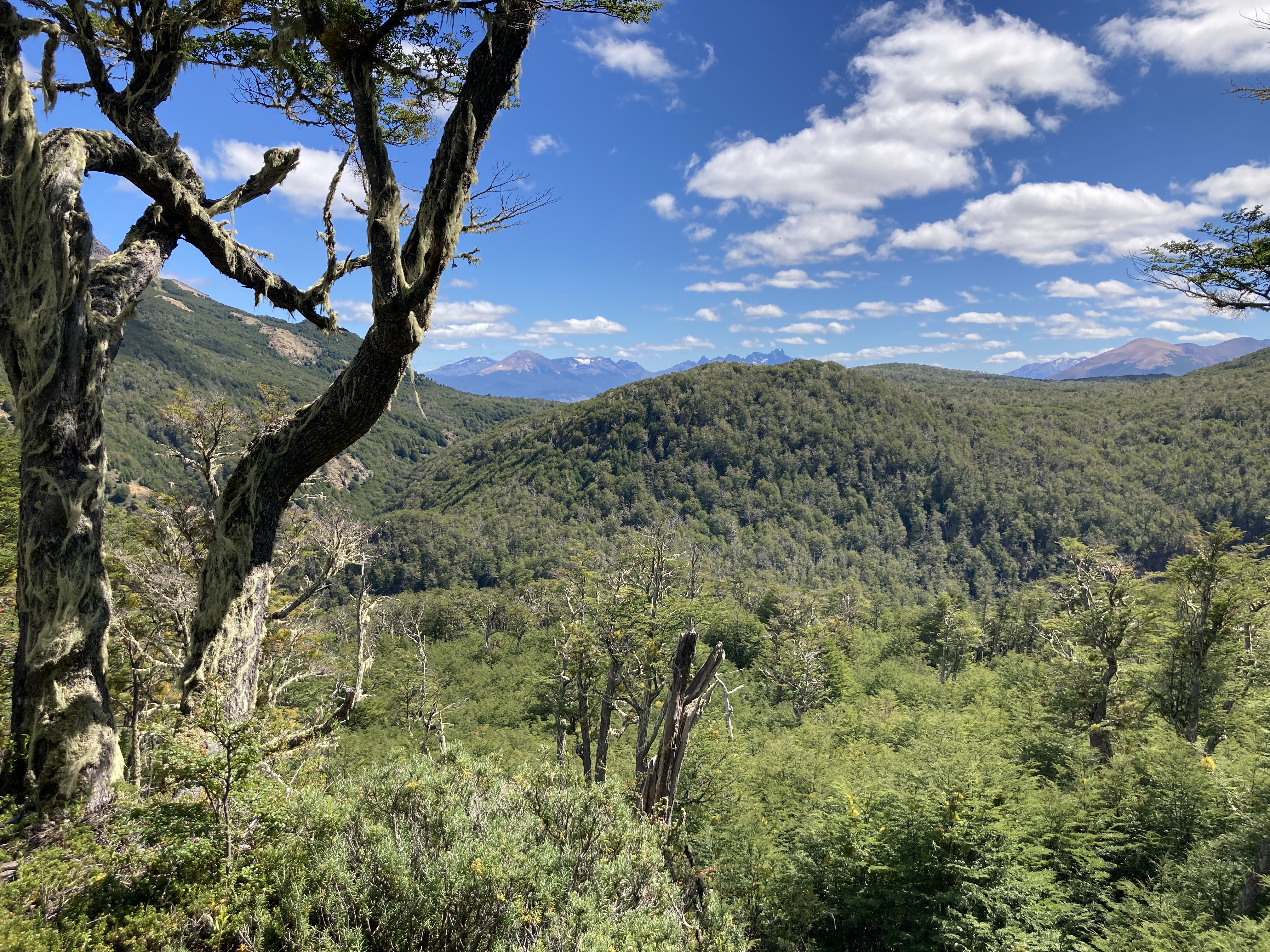 Vista panorámica del bosque
